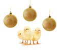 Small yellow chickens and gold christmas balls isolated on white Royalty Free Stock Photo