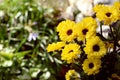 Small yellow chrysanthemum santini vimini flowers Royalty Free Stock Photo