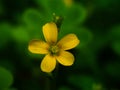 Small yellow clover flower
