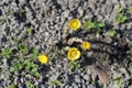 Small Yellow Coltsfoot Tussilago Farfara Flowers - the First Ones of the Spring Royalty Free Stock Photo