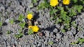 Small Yellow Coltsfoot Tussilago Farfara Flowers - the First Ones of the Spring Royalty Free Stock Photo
