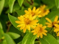 Small yellow creeping zinnia flowers, sanvitalia speciose