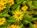 Small yellow creeping zinnia flowers, sanvitalia speciose