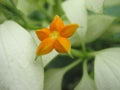 Small Yellow flower in the botanical garden