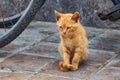 The small yellow cute kitty on the street of the Essaouira in Morocco Royalty Free Stock Photo