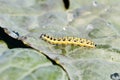 Small yellow cutworm Royalty Free Stock Photo