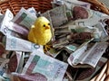 A small yellow cypher in a basket with paper money. Money does not peck the chickens. Polish paper banknotes. Donations for those