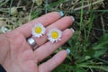 Yellow daisy on hand Royalty Free Stock Photo
