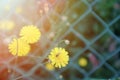 Small yellow dandelion flowers soft focus background with sun flare. Blur spring floral wedding backdrop.