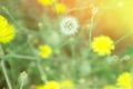 Small yellow dandelion flowers soft focus background with sun flare. Blur spring floral wedding backdrop.