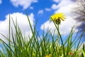 Small yellow dandelion swaying in the wind among the green grass Royalty Free Stock Photo