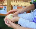 A small yellow defenseless chicken in his hands . A woman`s hands and a child`s hands gently hold the chicken.