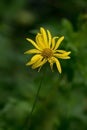 Small yellow Doronicum austriacum flower on a green blurred background