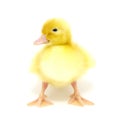 Small yellow duck