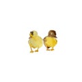 Small yellow duck chick, isolated hand painted naturalistic watercolor illustration. Royalty Free Stock Photo