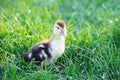 Small Yellow Duckling Exploring The Green Grass