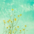 Small yellow field florets Royalty Free Stock Photo