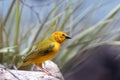 Small yellow finch