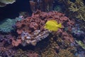 Small yellow fish in the ocean Royalty Free Stock Photo