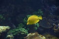 Small yellow fish in the ocean