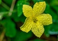 Small yellow flower of angled gourd / Luffa acuntangulla with water drops on petals in close up Royalty Free Stock Photo
