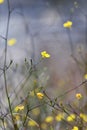 Small yellow flower of the Australian native herb Goodenia dimorpha, family Goodeniaceae. Endemic to Sydney wet heath and swamp Royalty Free Stock Photo