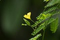 Yellow flower of Bitter gourd Vegetable