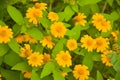 Small yellow flower blooming beauty nature and soft blur Royalty Free Stock Photo