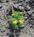 Small yellow flower blooming on the ground Royalty Free Stock Photo