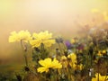 Small yellow flower blooming in the morning Royalty Free Stock Photo