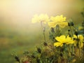 Small yellow flower blooming in the morning Royalty Free Stock Photo