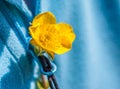 Small yellow flower in the buttonhole Royalty Free Stock Photo