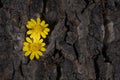 Small yellow flower on cork bark background with contrasting colours and textures