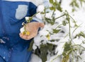 small yellow flower covered with snow in child's hand. First snow Royalty Free Stock Photo
