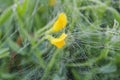 Small yellow flower in coweb in morning dew