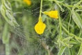 Small yellow flower in coweb with small drop of water from morning dew