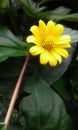 Small yellow flower in a garden