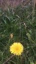 A small yellow flower in the green garden