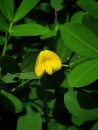 Closeup of a yellow peanut grass flower