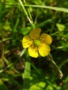 small yellow flower among greenery