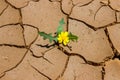 A small yellow flower growing from the cracks in the ground. Te Royalty Free Stock Photo