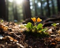 a small yellow flower is growing in the middle of the forest Royalty Free Stock Photo