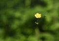 Small yellow flower om green background Royalty Free Stock Photo