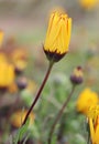 Small yellow flower