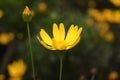 Small yellow flower1 Royalty Free Stock Photo