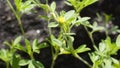 small yellow flower of Stylosanthes viscosa also known as Poormans friend, Viscid pencil Royalty Free Stock Photo