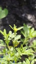 small yellow flower of Stylosanthes viscosa also known as Poormans friend, Viscid pencil