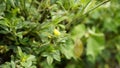 small yellow flower of Stylosanthes viscosa also known as Poormans friend, Viscid pencil Royalty Free Stock Photo