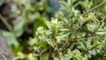 small yellow flower of Stylosanthes viscosa also known as Poormans friend, Viscid pencil Royalty Free Stock Photo