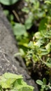 small yellow flower of Stylosanthes viscosa also known as Poormans friend, Viscid pencil